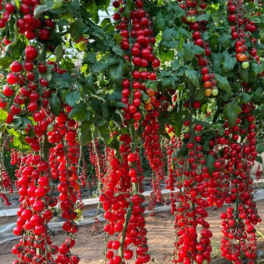 Waterfall Tomato Seeds - High-Yielding Cherry Tomato Variety (300g Pack)