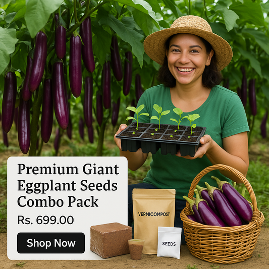 Premium Giant Eggplant Seeds Combo Pack (coco peat + seeding tray + vermicompost + seeds)